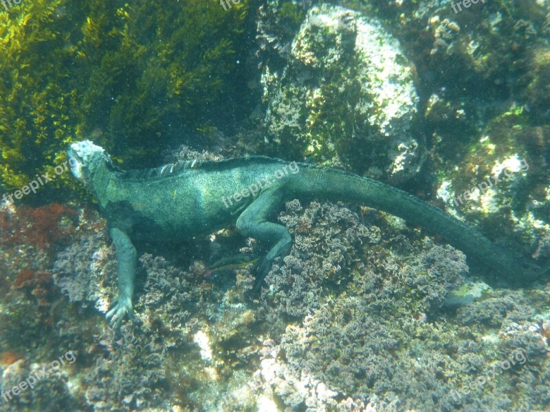 Marine Iguana Galápagos Diving Reptile Iguana