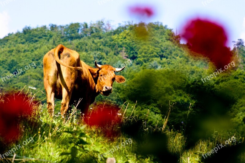 Cow Allgäu Eco Bio Agriculture