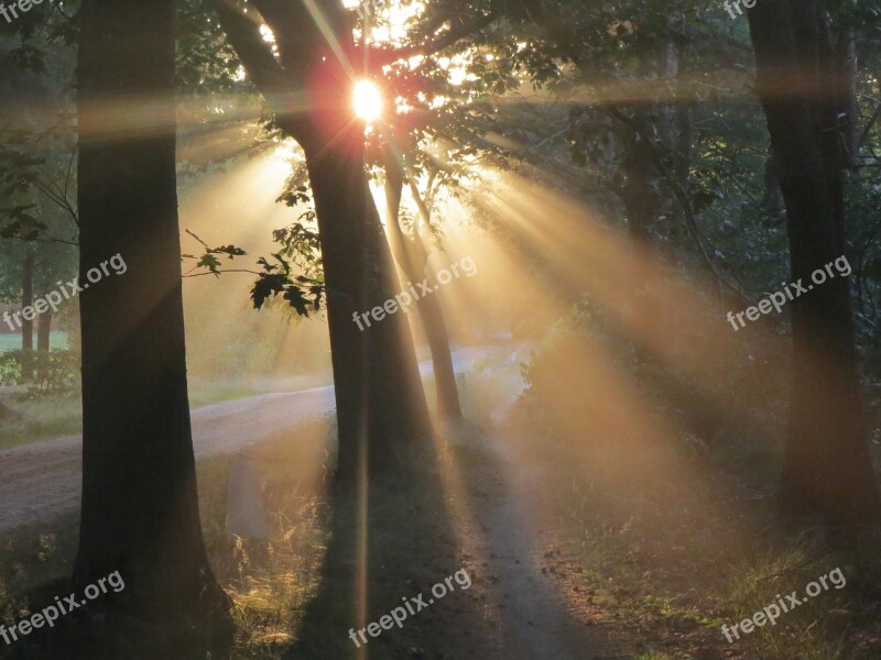 Sunset Forest Colorful Sunset Evening Sun