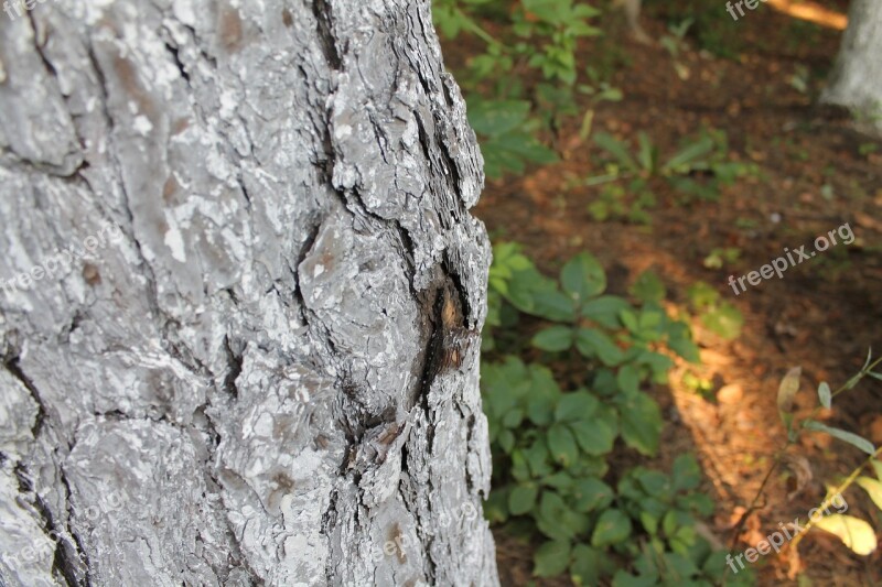 Tree The Bark Of The Tree Pine Closeup Outdoors