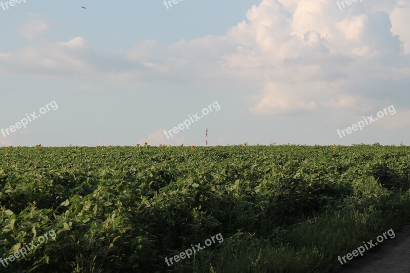 Moldova Balti Nature Sunflower Plant