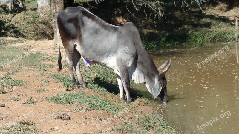 Cattle Veal Farm Drinking Water Animal