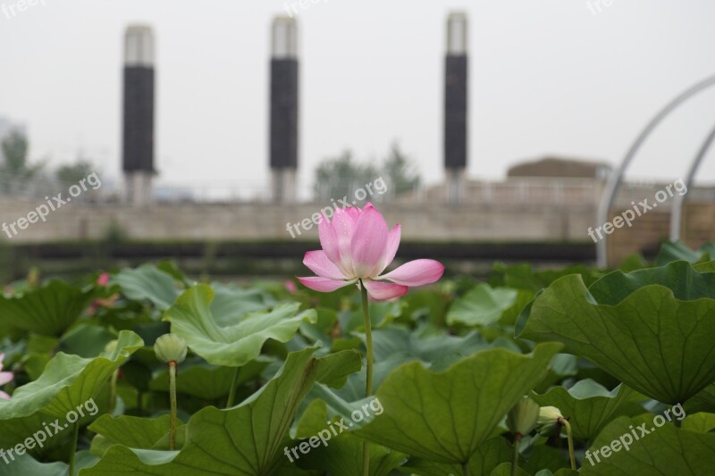 Lotus Summer Park On The Lake Free Photos