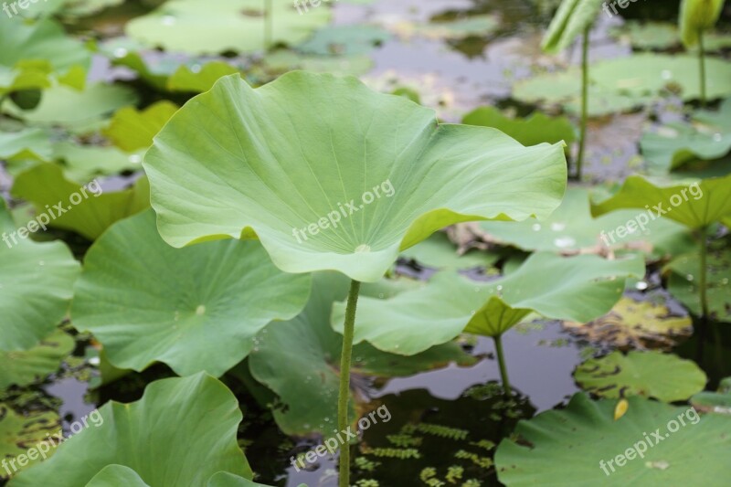 Lotus Leaf Summer Park On The Lake