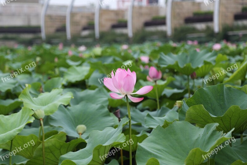 Lotus The Scenery Park Summer Early Summer