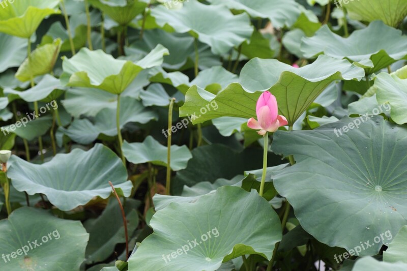 Lotus The Scenery Park Summer Early Summer