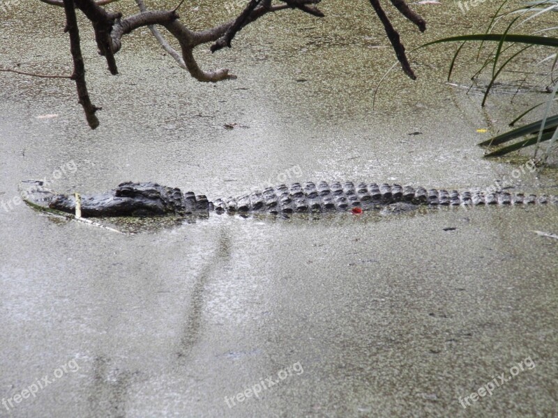 Crocodile Water Animals Free Photos