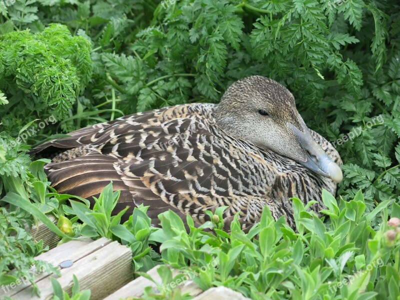 Eider Duck Bird Beak Waterfowl