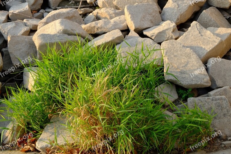 Grass Green Nature Plant Grasses