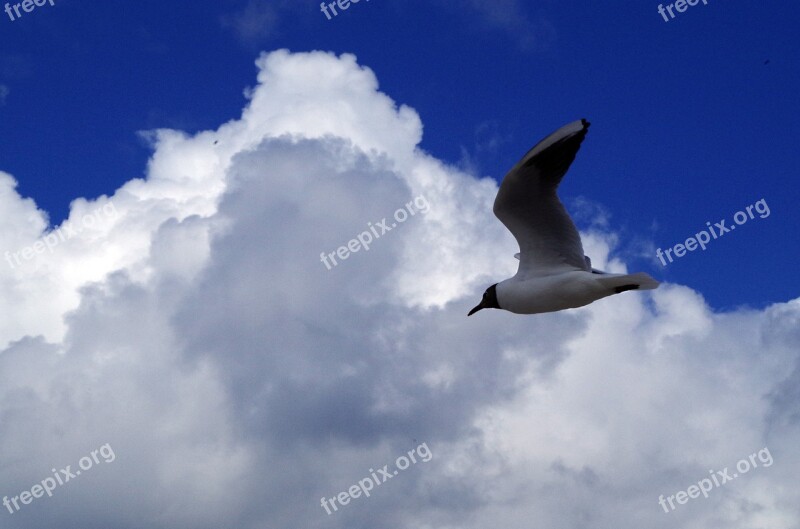 Seagull Sky Nature Flight Freedom