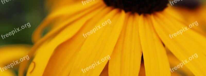 Black Eyed Susan Yellow Daisy Daisy Nature Flower