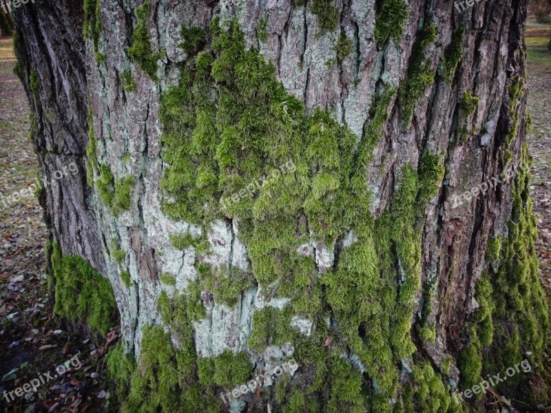 The Bark Moss Tree Invoice Free Photos