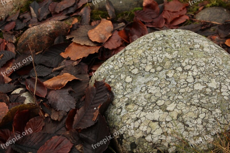 Stone Leaf Brown Orange Autumn