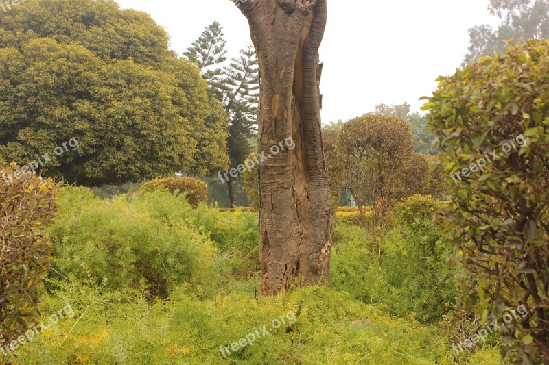 Tree Garden Park Chandigarh Rose