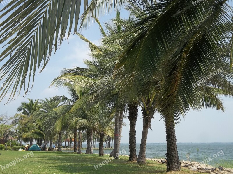 Spectacular Images River Sky Coconut Trees Free Photos