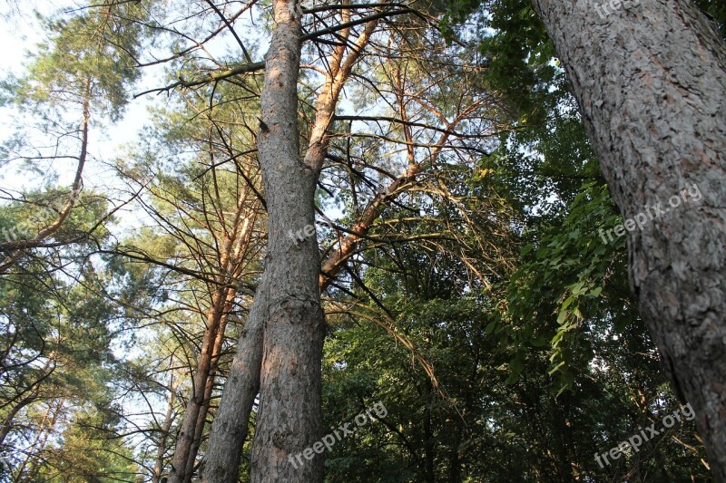 Nature Tall Trees Tree Outdoors Forest