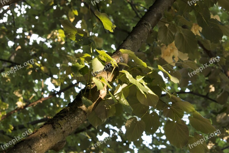 Leaf Tree Spotlight Sun Photosynthesis