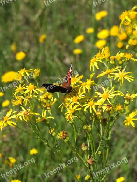 Peacock Butterfly Butterfly Insect Animal Pattern