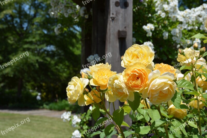 Rose Yellow Roses Free Photos