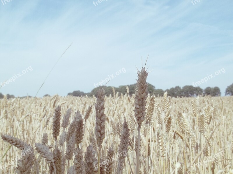 Grain Cornfield Field Ear Cereals