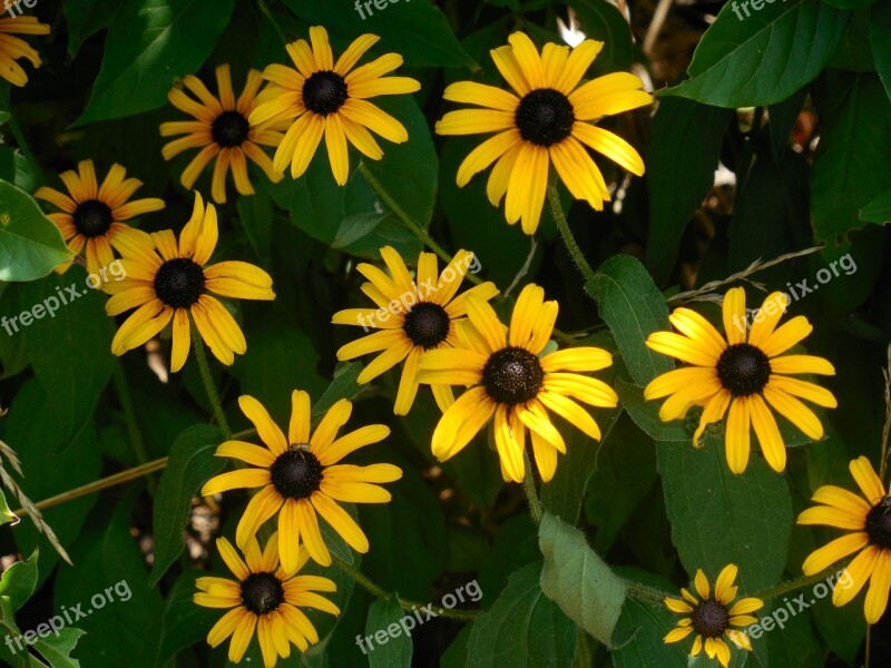 Rudbeckia Black-eyed Susan Yellow Summer Daisy