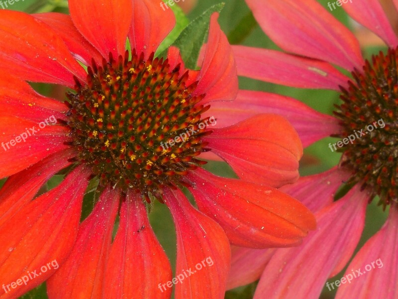 Coneflower Echinacea Flower Plant Summer