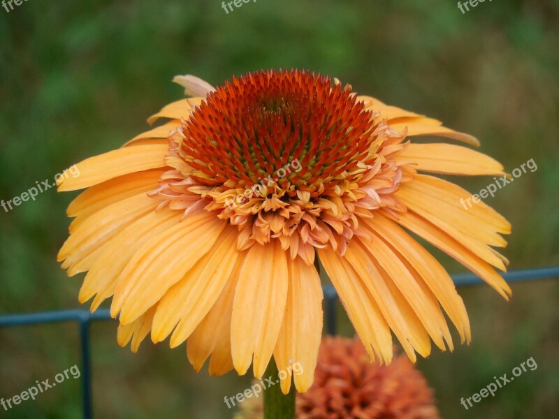 Coneflower Echinacea Flower Plant Summer