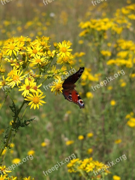 Peacock Butterfly Butterfly Insect Animal Pattern