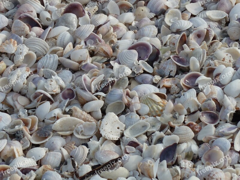 Mussels Sea White Grey Background