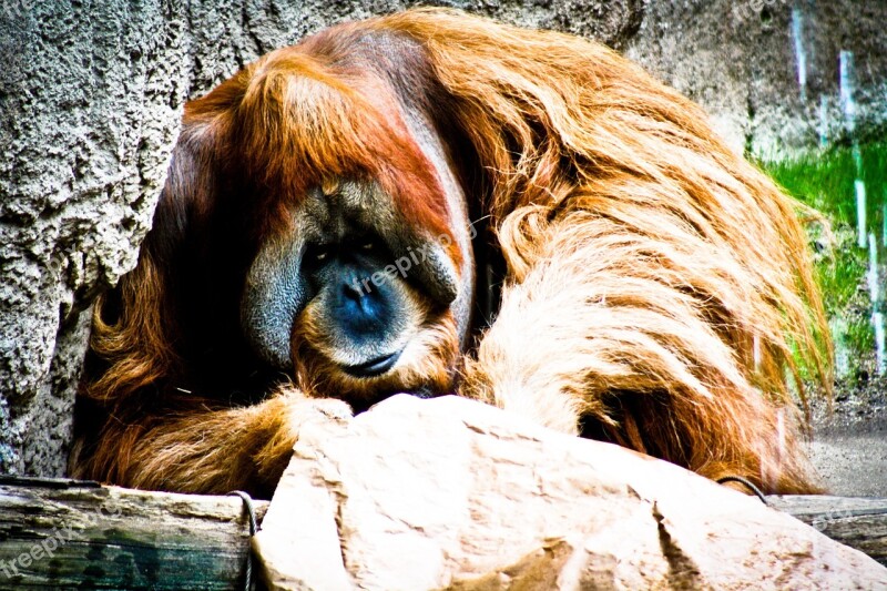 Monkey Thoughtful Hairy Orang-utan Primate