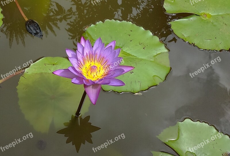 Lily Waterlily Purple Pond Flower