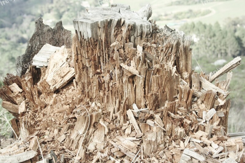 Wood Chips Treestump Broken Tree Wood