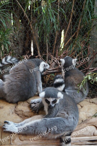 Animal Zoo Small Cute Young