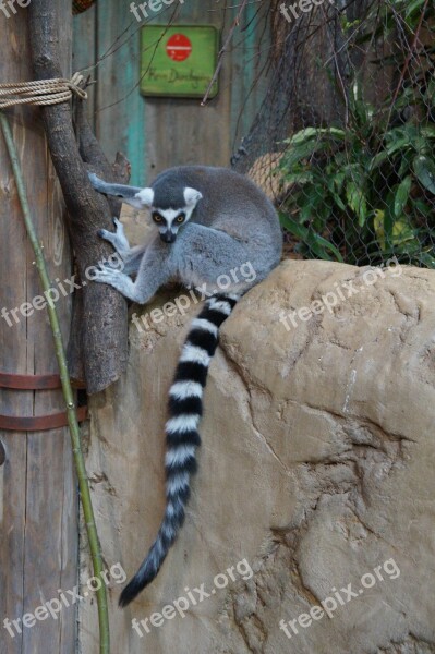 Animal Zoo Small Cute Young