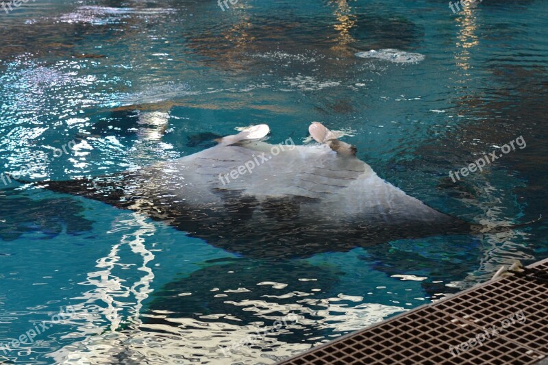 Ray Manta Ray Pool Aquarium Animal