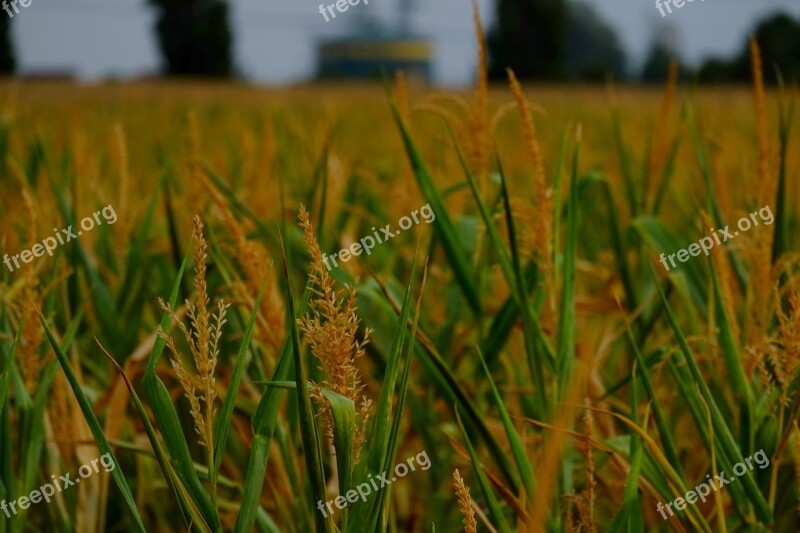 Corn Plant Corn Agriculture Cornfield Field