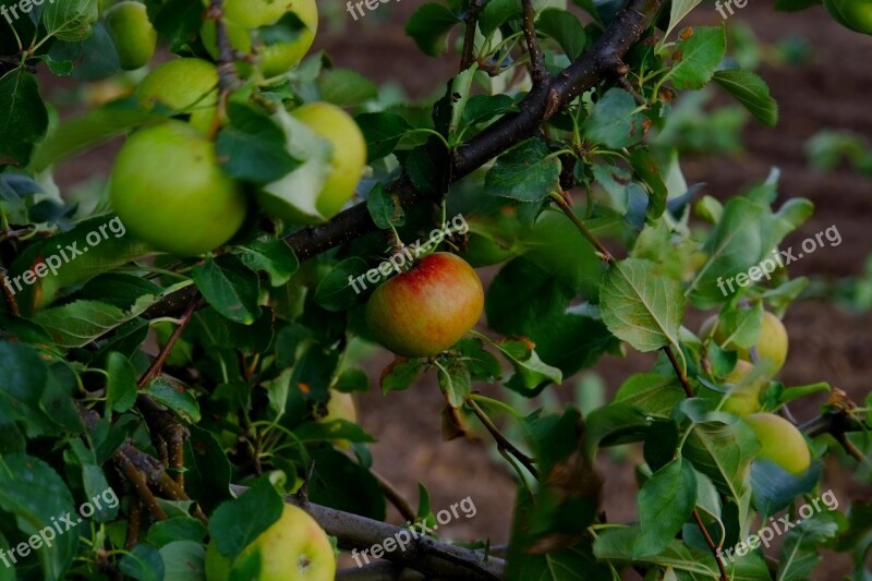 Apple Apple Tree Fruit Healthy Red