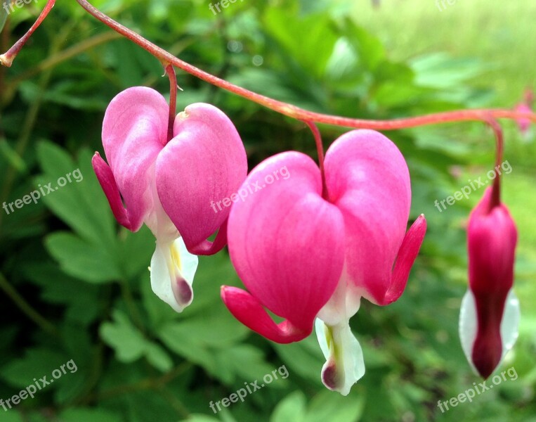 Bleeding Heart Pink Flower Bloom Plant