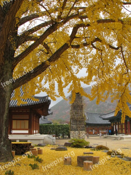 Bank Temple Autumn Republic Of Korea Wood