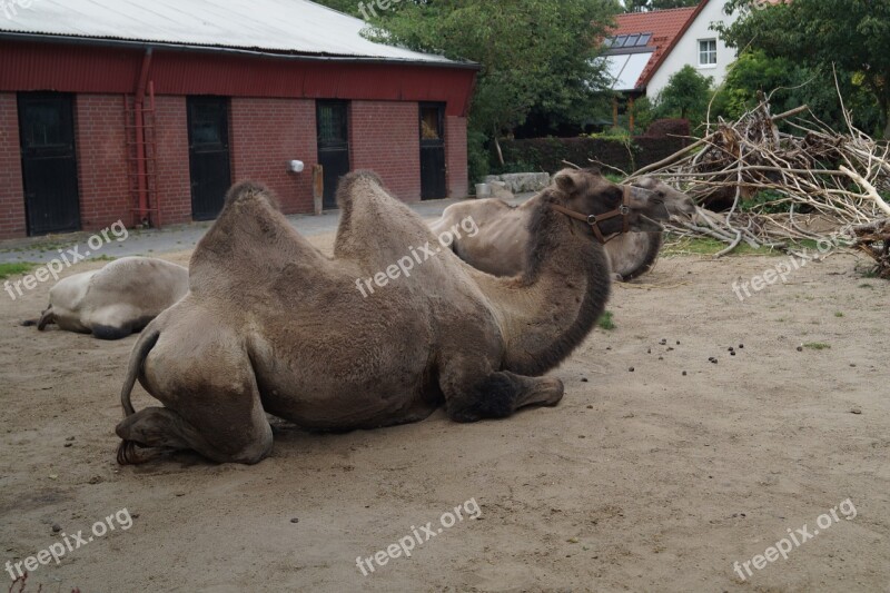 Camel Zoo Braunschweig Nature Mammal