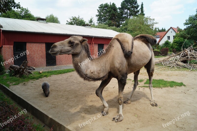 Camel Zoo Braunschweig Nature Mammal