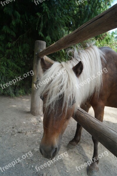 Zoo Horse Pony Young Animal Braunschweig