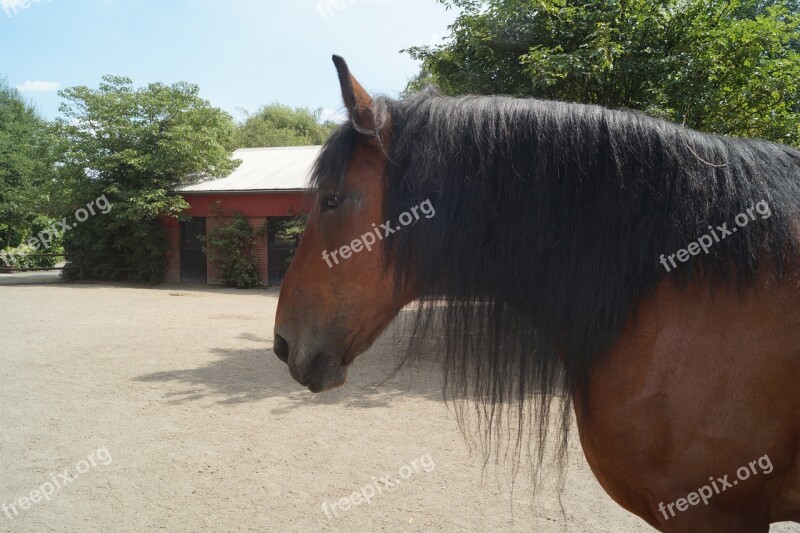 Zoo Horse Pony Young Animal Braunschweig