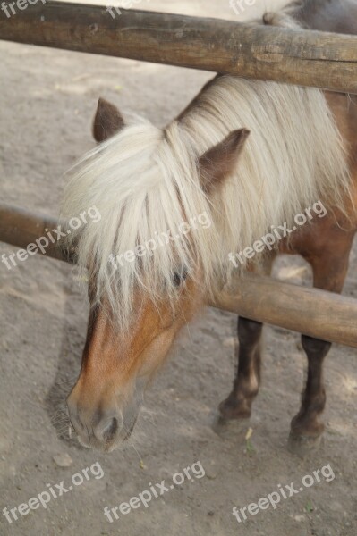 Zoo Horse Pony Young Animal Braunschweig