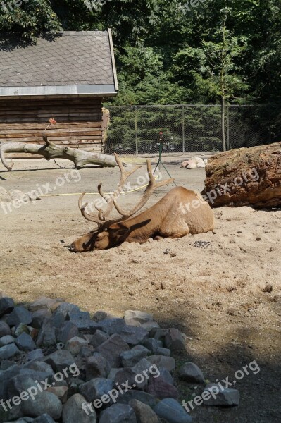 Zoo Moose Hirsch Hamburg Landscape