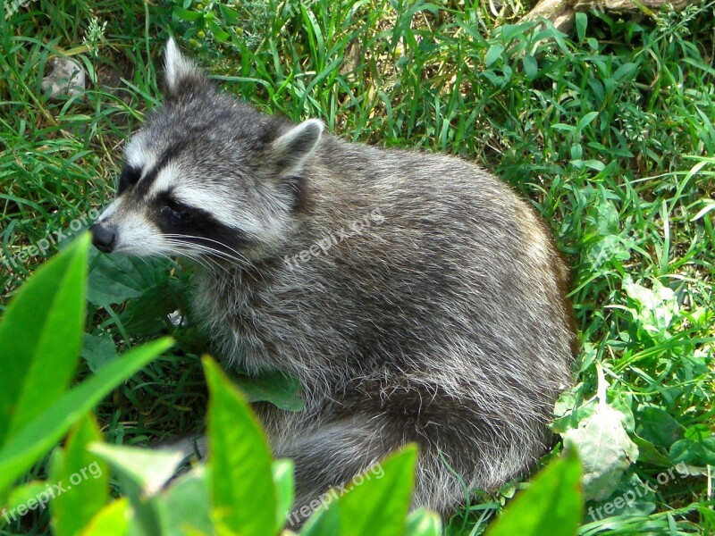 Raccoon Zoo Green Free Photos