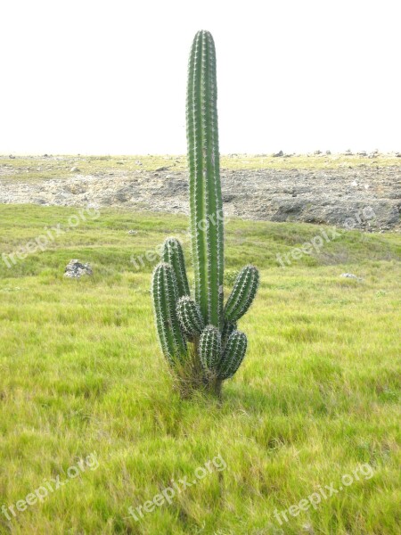 Cacti Landscape Aruba Free Photos