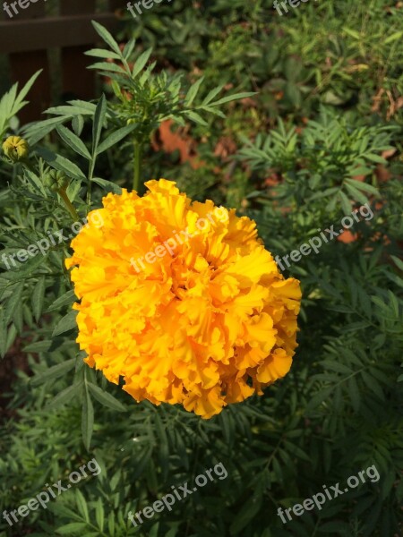 Yellow Marigold Gold Flower Summer