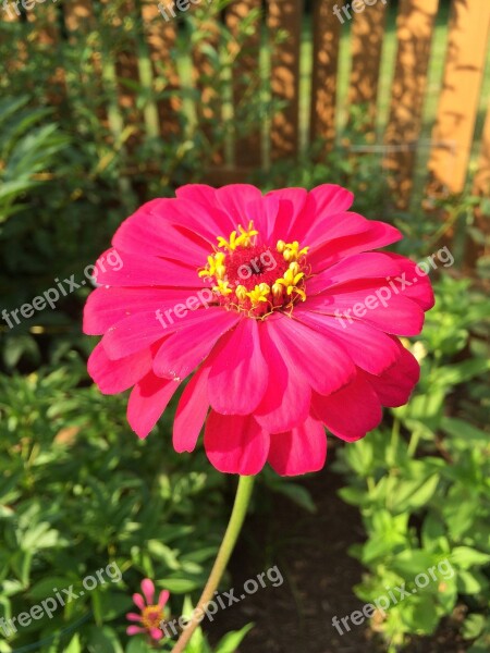 Pink Flower Zinnia Garden Gardening