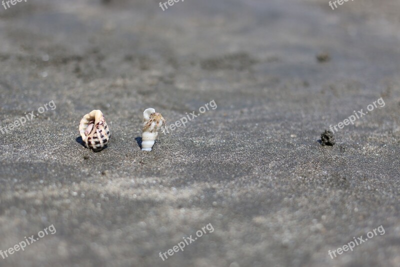 Beach Shell Sand Hermit Crab Summer